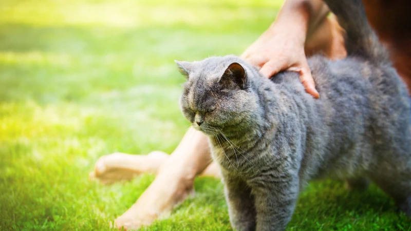 ¿Por qué mi gato ronronea cuando está conmigo? 45 gato ronroneando y feliz