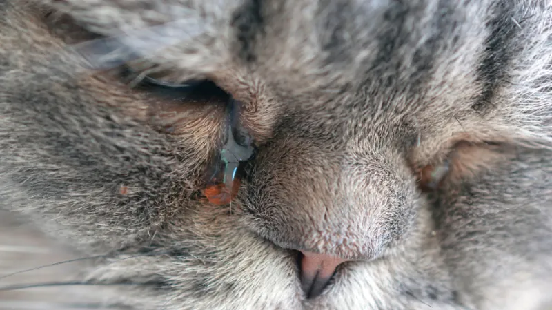 A mi gato le llora un ojo, descifrando las lágrimas felinas 42 lágrima de gato