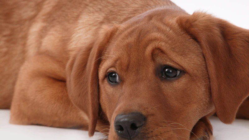 perro decaido y sin ánimo