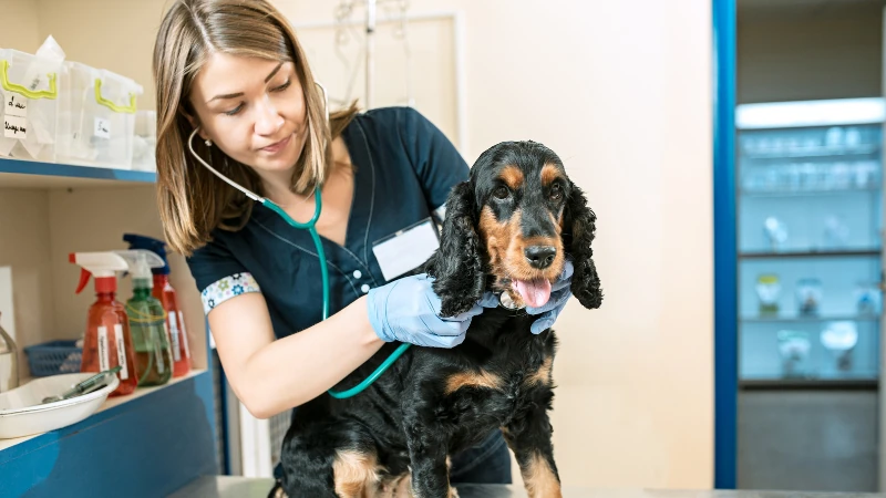 perro en un control veterinario