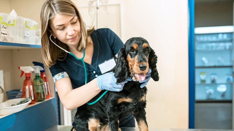 Epilepsia en perros: Una guía sobre las causas, síntomas y tratamiento 46 perro en un control veterinario