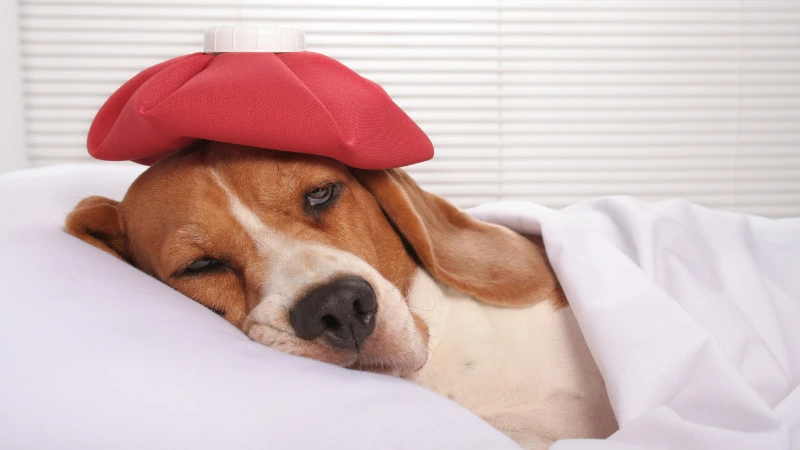 Epilepsia en perros: Una guía sobre las causas, síntomas y tratamiento 44 perro enfermo en cama