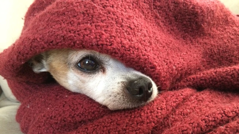 Mi perro tiembla como si tuviera frío 44 perro tapado con una manta