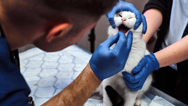 Cómo quitar el olor a orina de gato: Consejos prácticos y efectivos 46 revisión de hocico del gato