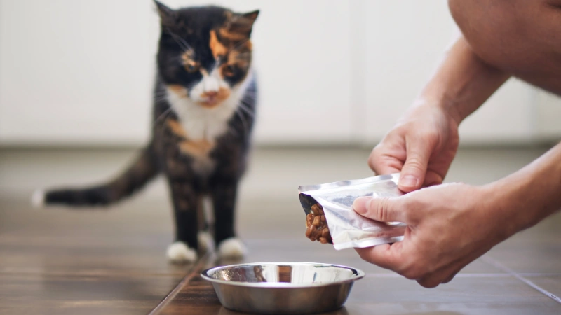 sirviendo comida húmeda de gato en el plato