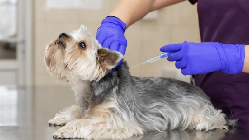 veterinario con una jeringa en el lomo del perro