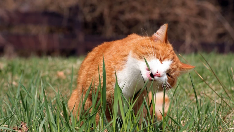 ¿Los gatos pueden comer carne de cerdo? 45 gato comiendo pasto