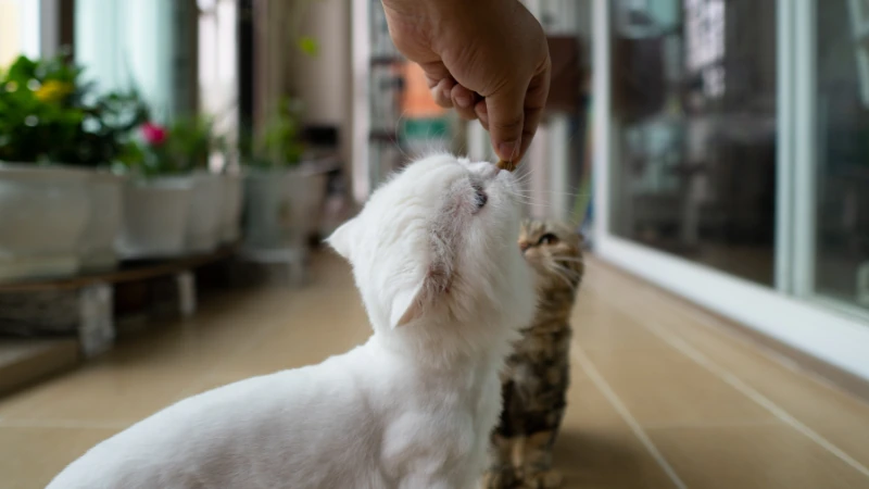 ¿Los gatos pueden comer carne de cerdo? 44 gato comiendo snack
