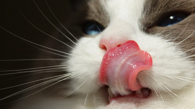 ¿Los gatos pueden comer carne de cerdo? 43 gato lamiendo sus bigotes