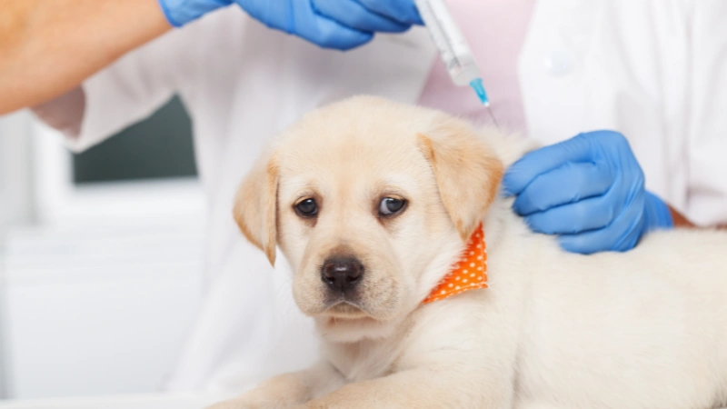 ¿Cuánto dura el Parvovirus en un perro?