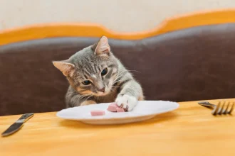 ¿Los gatos pueden comer carne de cerdo?