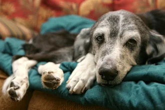 ¿Qué es el parvovirus en perros? Lo que necesitas saber