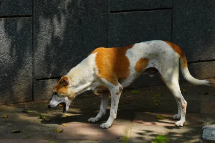 Mi perro vomita amarillo Causas, síntomas y qué hacer