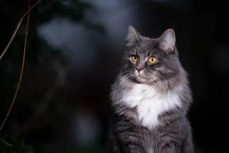 Las señales secretas que tu gato te envía mientras duermes