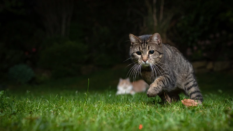 Las señales secretas que tu gato te envía mientras duermes 42 gatos jugando de noche